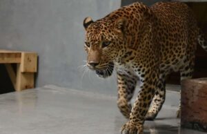 Bratislavská zoo otvorila zmodernizovaný pavilón šeliem. Návštevníkov čaká úplne nový zážitok